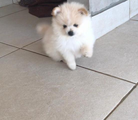 Spitz Alemão (Lulu da Pomerania)