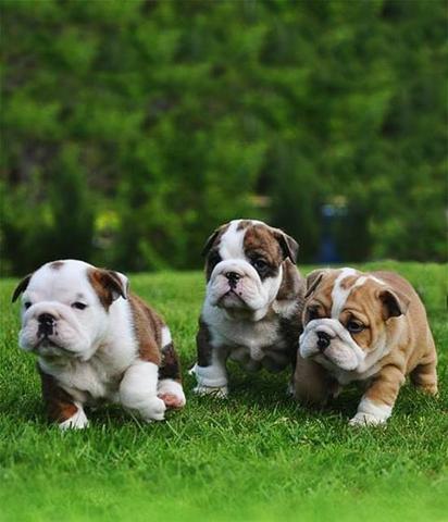 Bulldog Inglês Lindos filhotes a pronta entrega, 15 anos de trabalho
