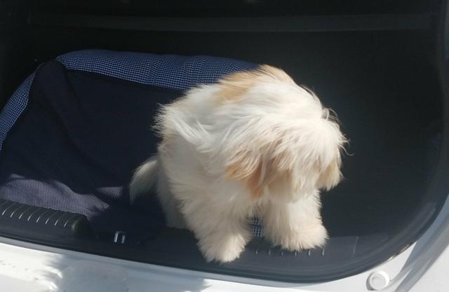 Cãozinho - Foto 6