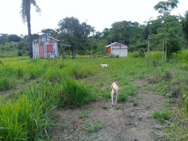 Chácara 7 hectares - Foto 2