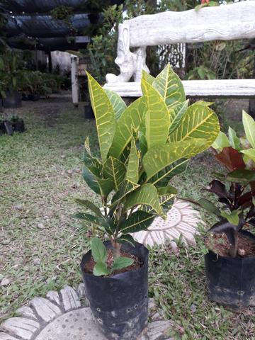 Vendo groton amarelo ou avermelhado - Foto 3