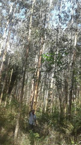 Área / Terreno Rural com Eucalipto / 1 alqueire e meio - Foto 6