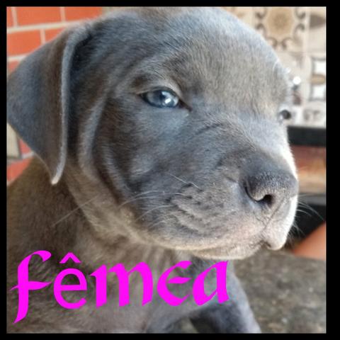 American Bully