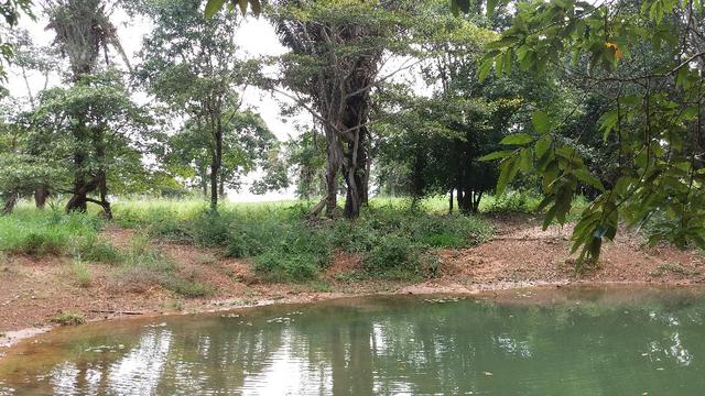 (Fazenda com 297ha em Mato Grosso) no município de Alto Paraguai(MT-409 KM35) - Foto 10