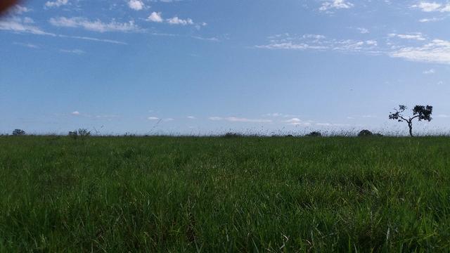 (Fazenda com 297ha em Mato Grosso) no município de Alto Paraguai(MT-409 KM35) - Foto 18