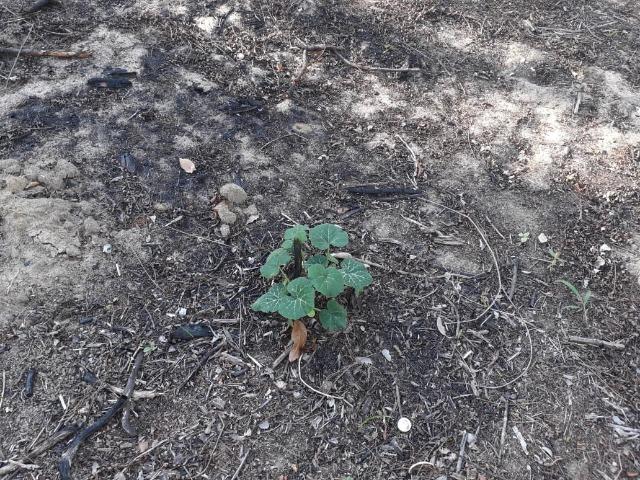 Terreno em Pindobal - Bambuí - Maricá - Foto 13