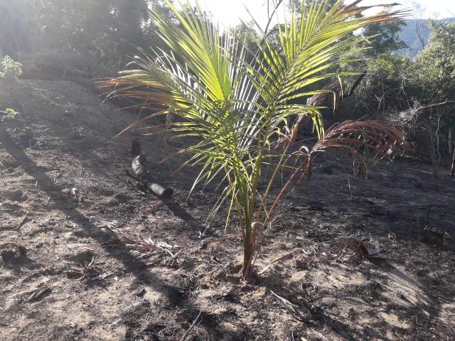 Terreno em Pindobal - Bambuí - Maricá - Foto 12