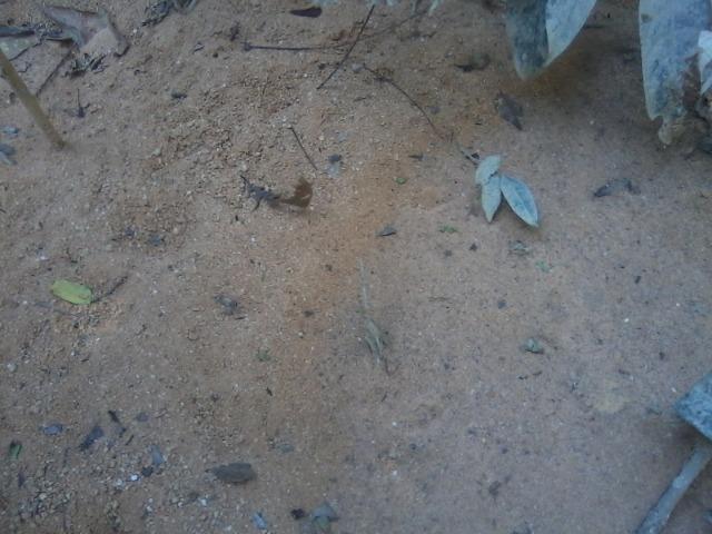 Oportunidade, 5000 hectares, Terra para Lavoura de Soja, Região Vale Guaporé- MT - Foto 3