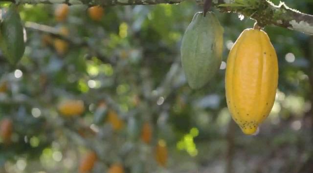 Fazenda de Cacau, Látex e Mogno no Brasil - Cidade Ituberá-BA - Foto 2