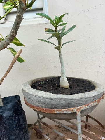 Rosa do deserto com vaso de cimento - Objetos de decoração - Jardim São  Luiz, Montes Claros 1118839721 | OLX