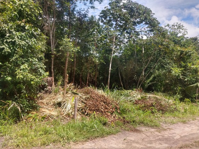 Terreno no Ramal dos Coelhos, vila de Cucurunã  - Foto 2