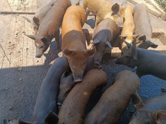 Leitoada Duroc de qualidade 