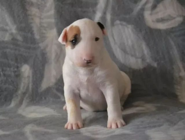 Bull Terrier filhote disponível.