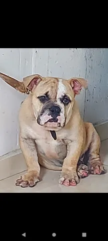 Bulldog ingles preto  +24 anúncios na OLX Brasil