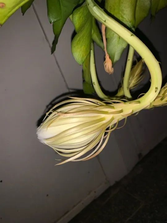MUDA ORQUÍDEA DAMA DA NOITE - Foto 2