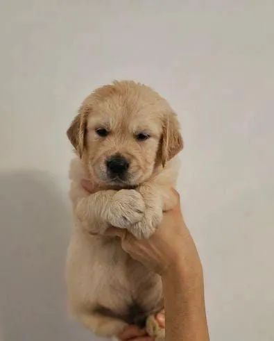 Filhote Golden Retriever macho e fêmea confira chame no WhatsApp * - Foto 2