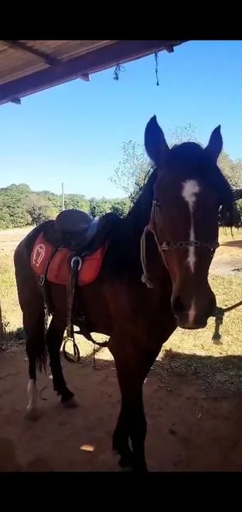 Cavalo Mangalarga Marchador - Foto 3