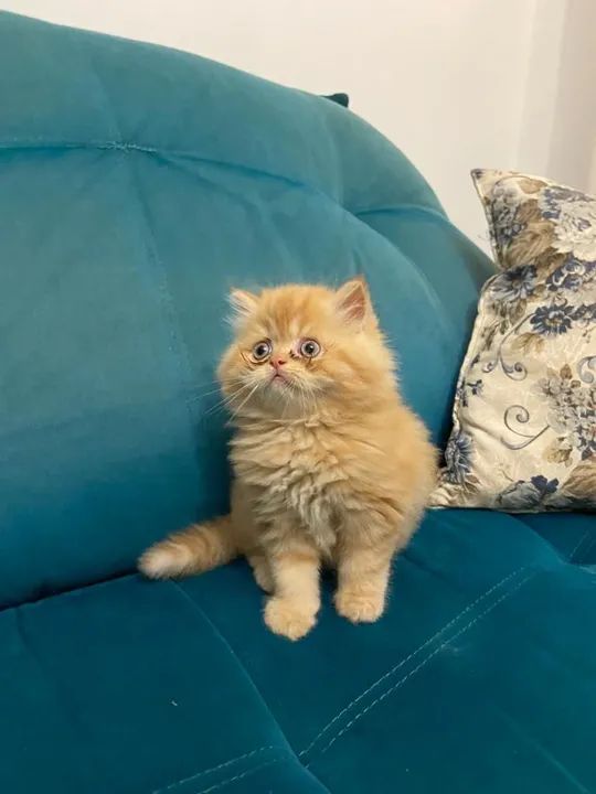 Persa maravilhosos pra vc! ENTREGAMOS  - Foto 3