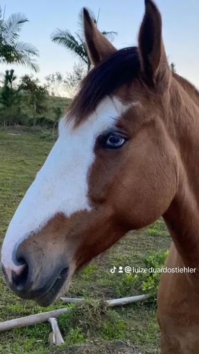 Égua crioula  - Foto 3