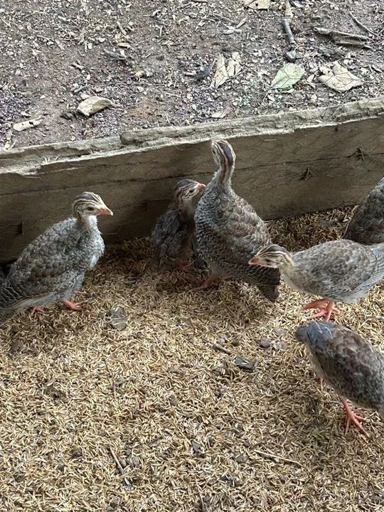 Lote com 60 angolas para venda  - Foto 3