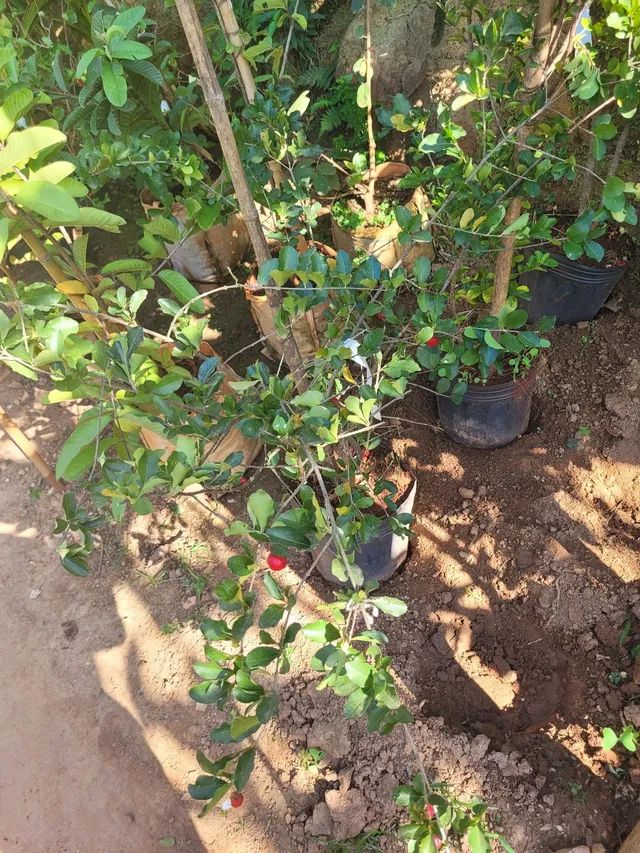 Mudas Frutíferas Enxertadas  - Foto 2