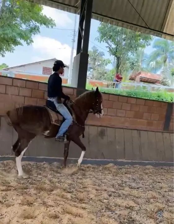 Cavalo mangalarga 4 anos adestrado  - Foto 6
