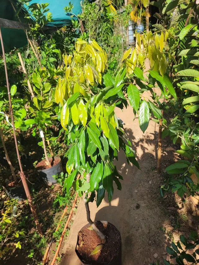 Mudas Frutíferas Enxertadas  - Foto 4