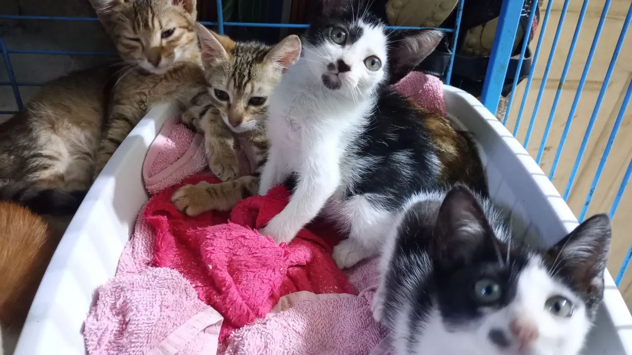 FILHOTES 2 meses, VACINADOS CASTRADOS e vermifugados para adoção responsável - Foto 3