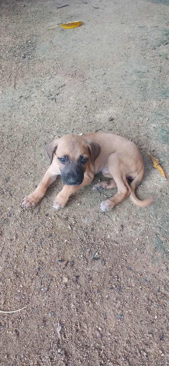 Filhote de cachorro adorável para adoção
