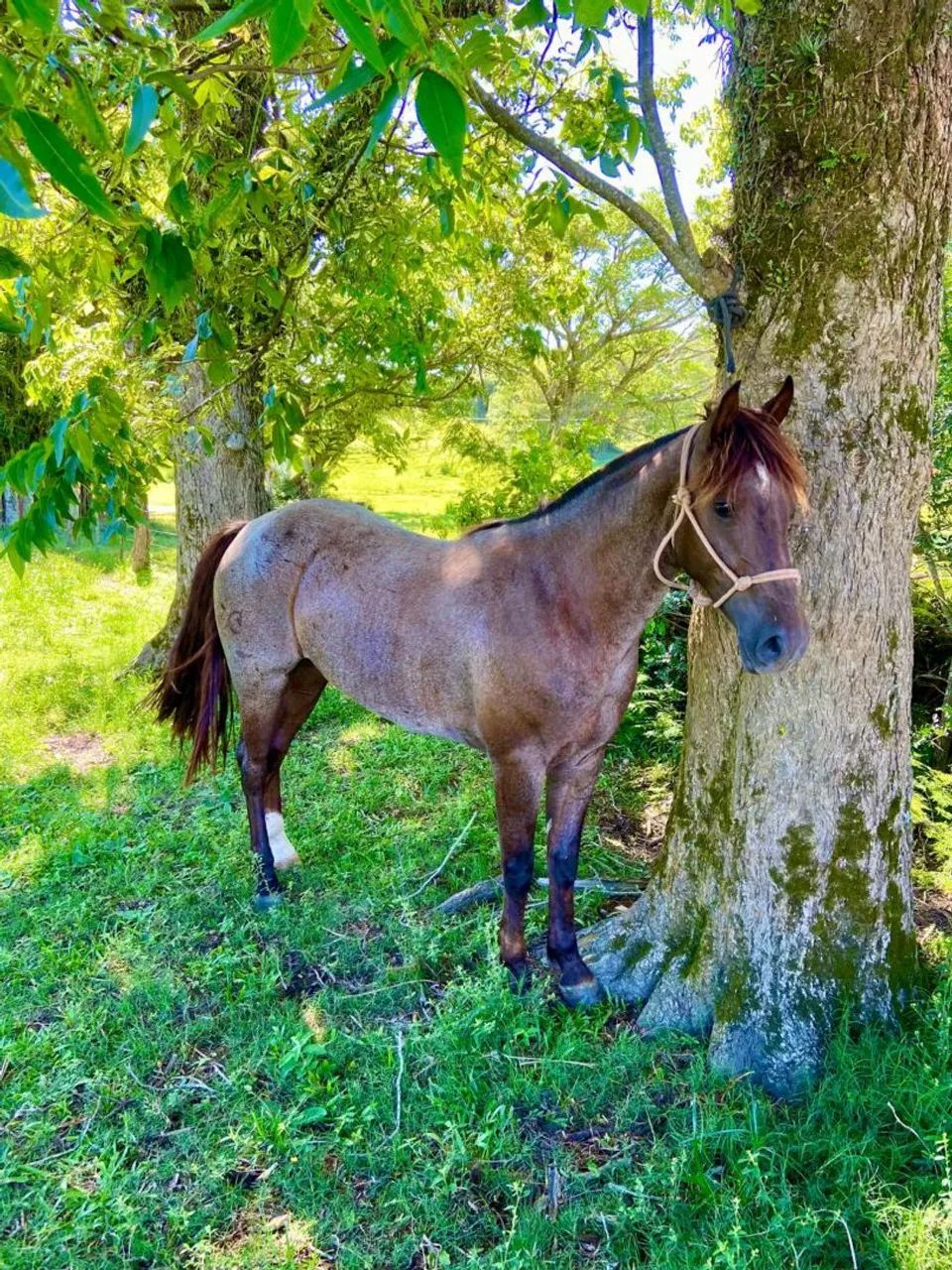 Cavalo pronto de laço!!