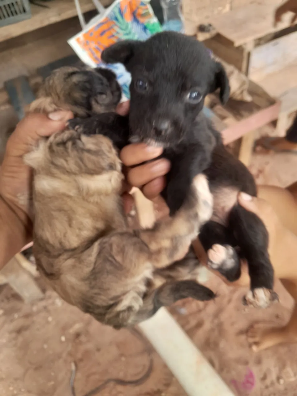 Filhotes Lindos para Adoção