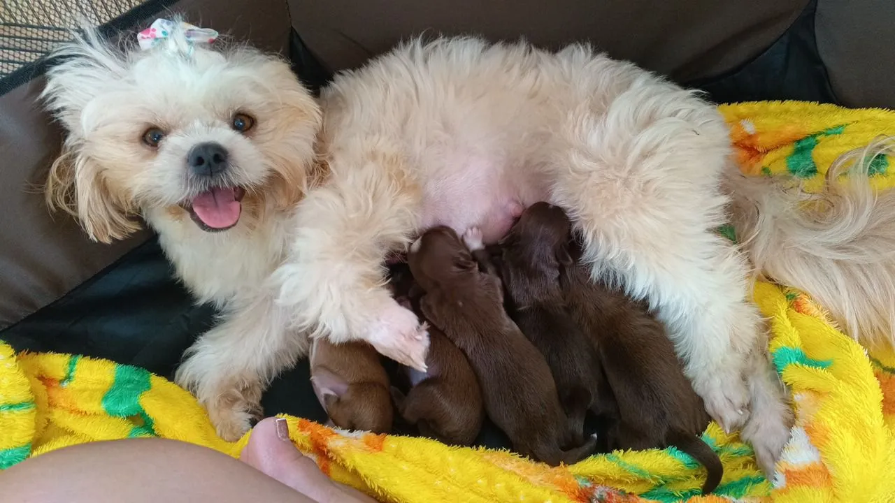 Filhote de Shih Tzu