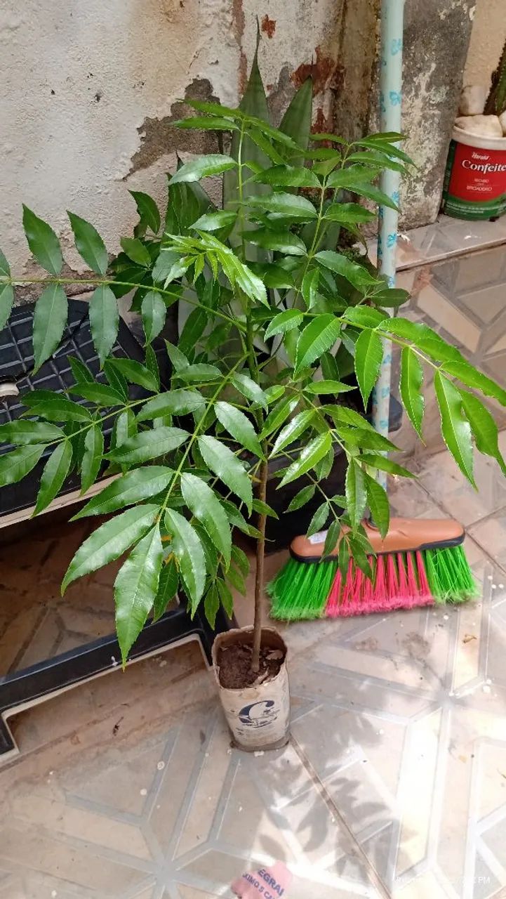 Vendo muda de cajá anão  - Foto 5