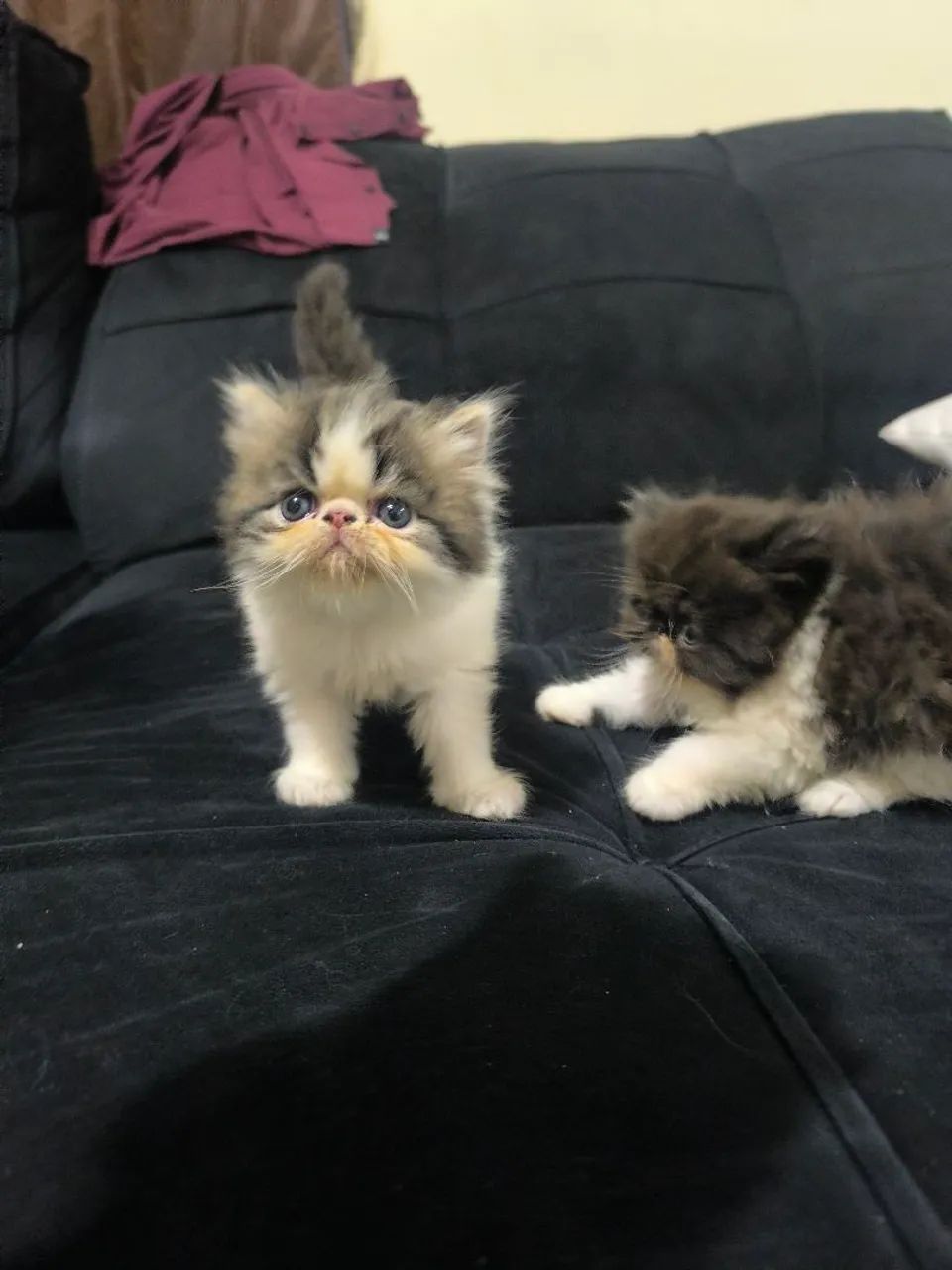 Gatinho Persa legítimo  1.200 - Foto 6