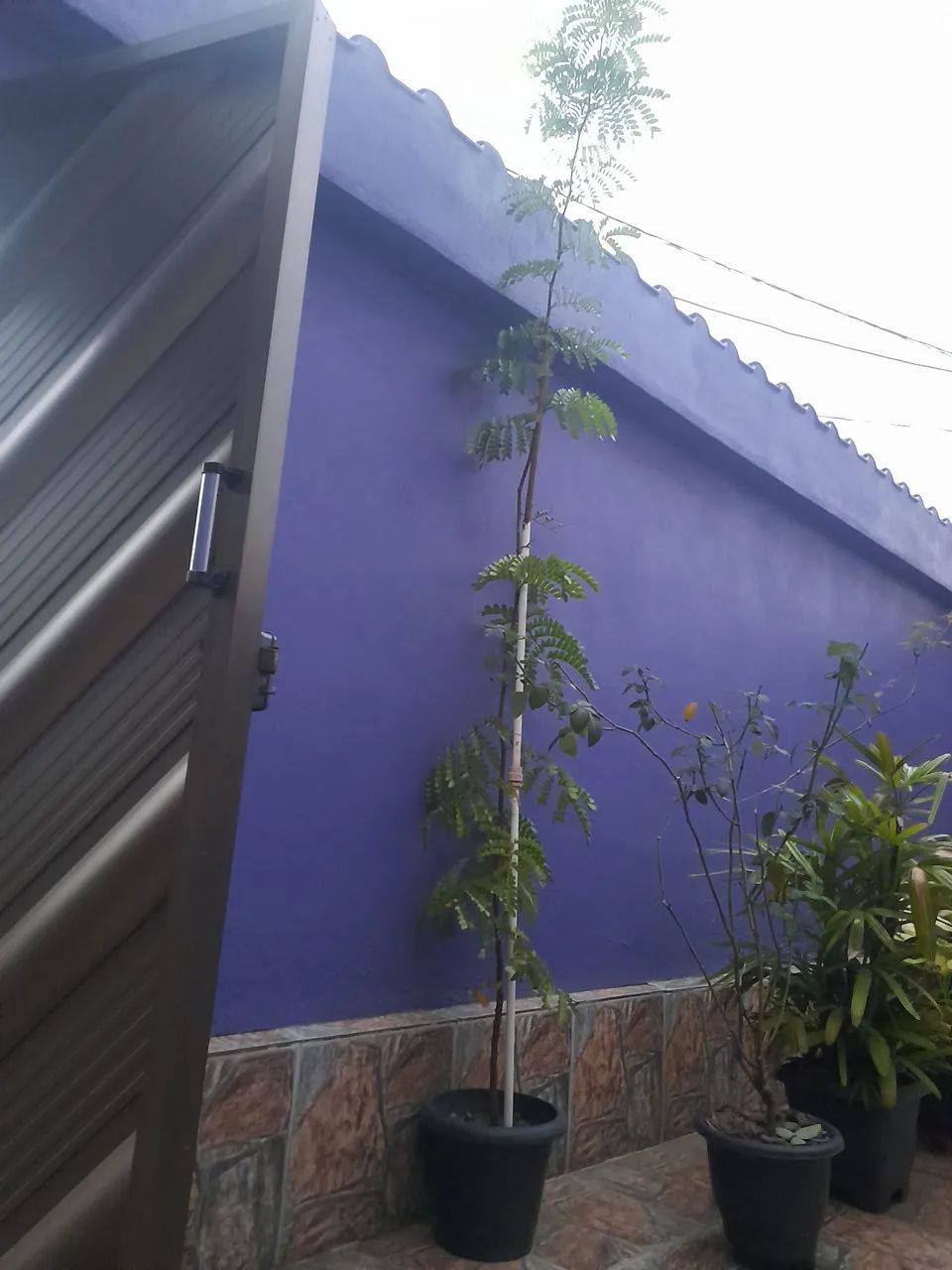 Planta Pau-brasil .