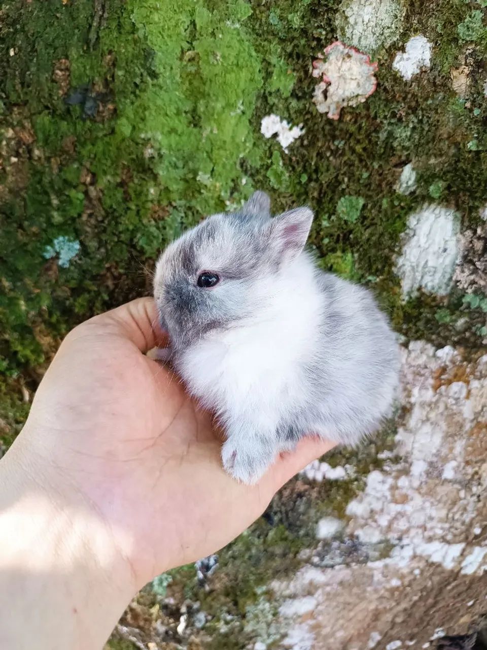 Coelho PET - Criatório Legalizado (Coelho Anão) - Foto 3