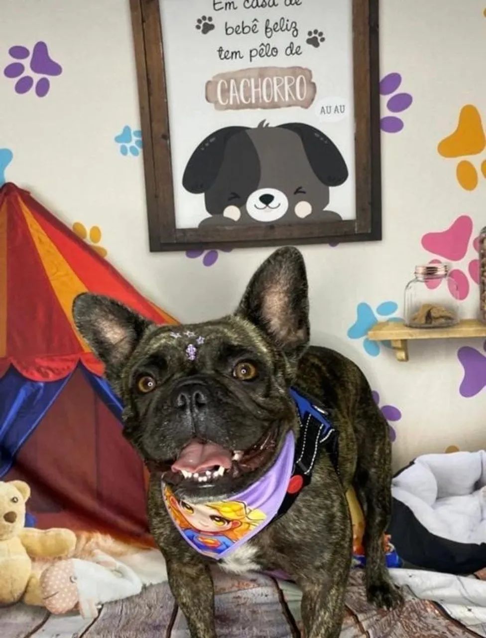 Filhotes de Bulldog Francês - Foto 4