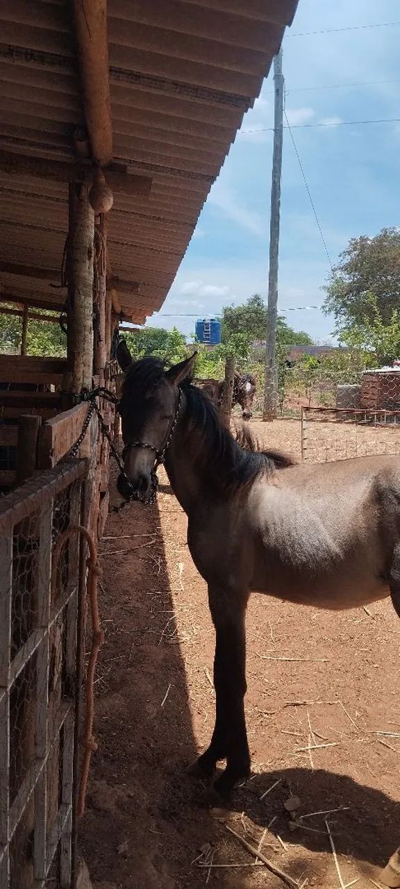 Potro mangalarga Machador macha picada disponível  - Foto 3