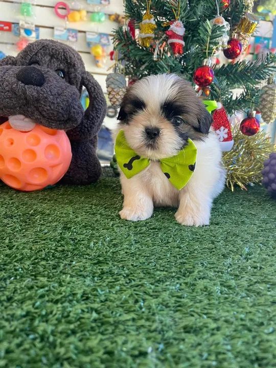 Lindo filhote de shihtzu macho três cores 