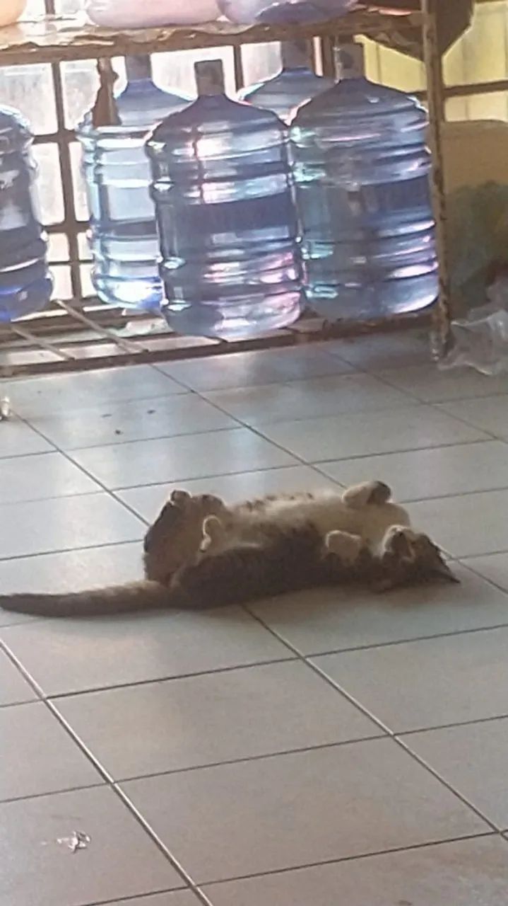 Gato lindo disponível para adoção responsável  - Foto 4