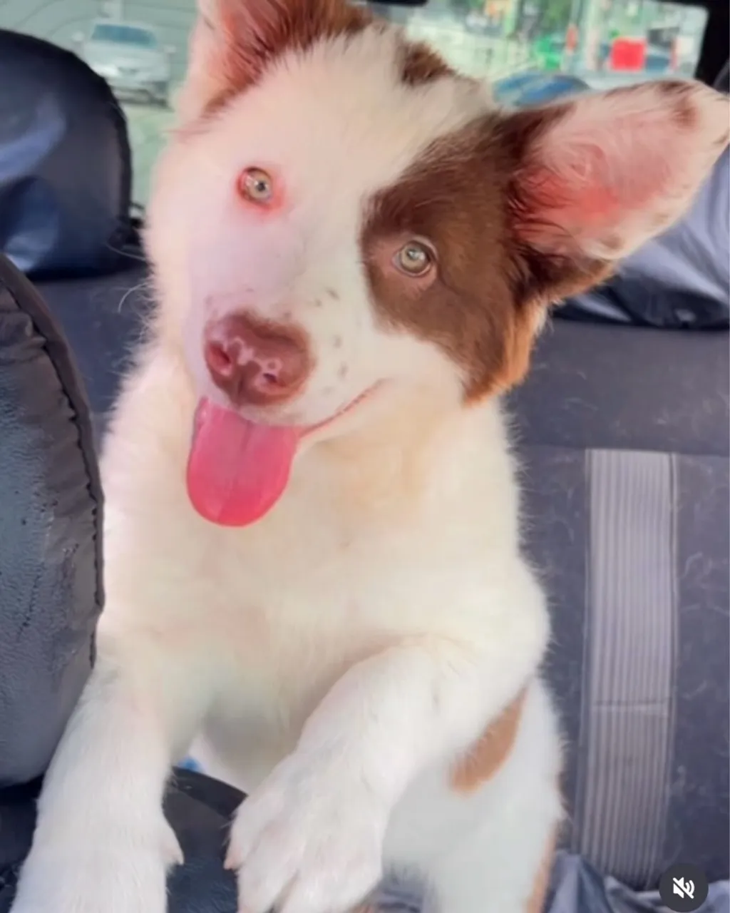 Linda Filhote Border Collie (Cor rara)
