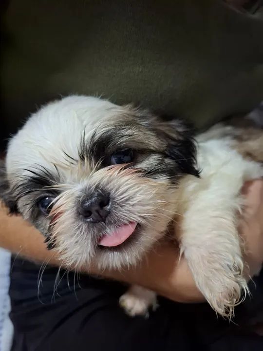 Shih-tzu - Foto 3