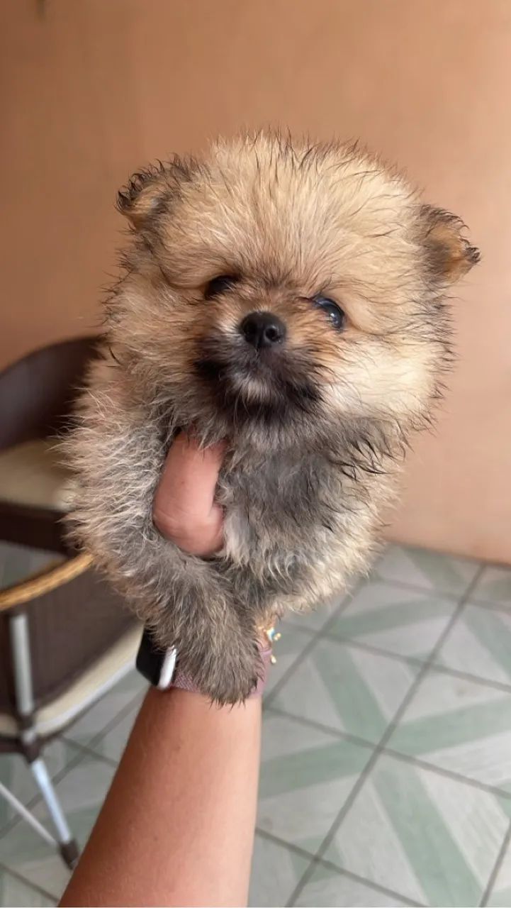 Lulu da Pomerania / Spitz - Foto 3