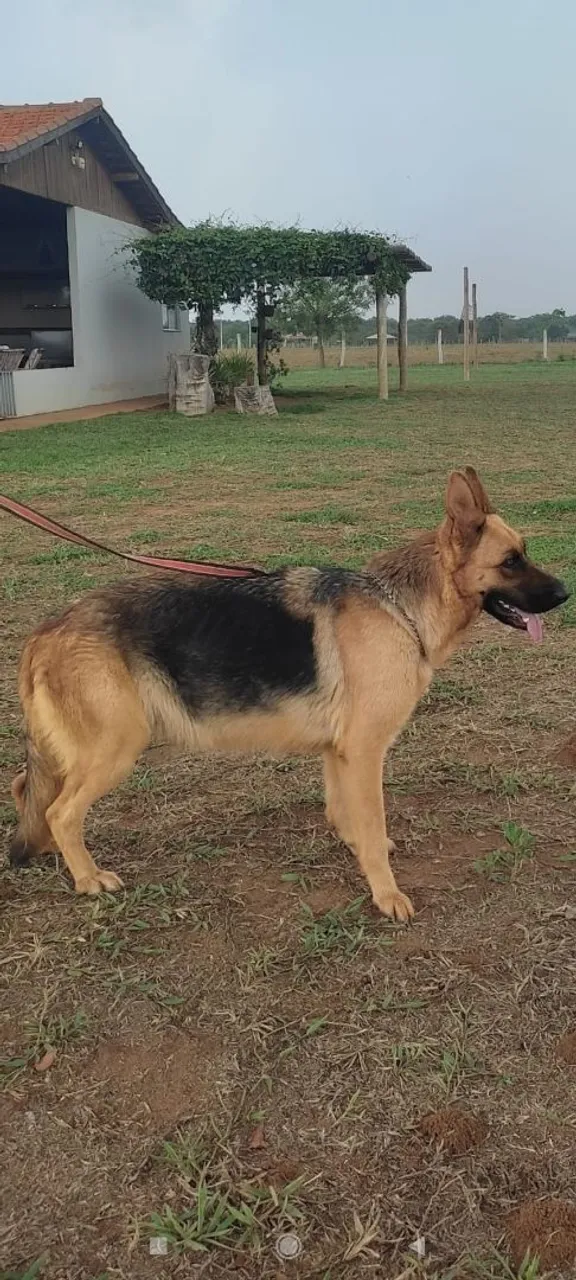 Pastor Alemão para venda