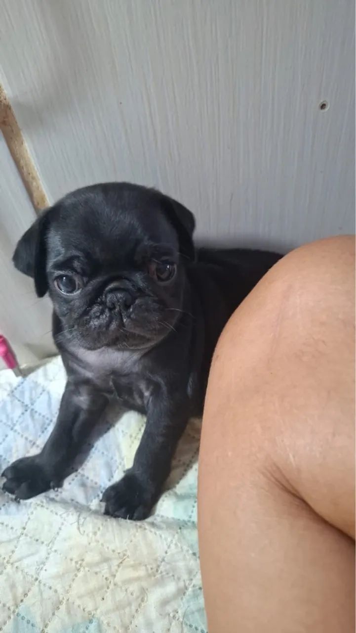 Pug fêmea  - Foto 3