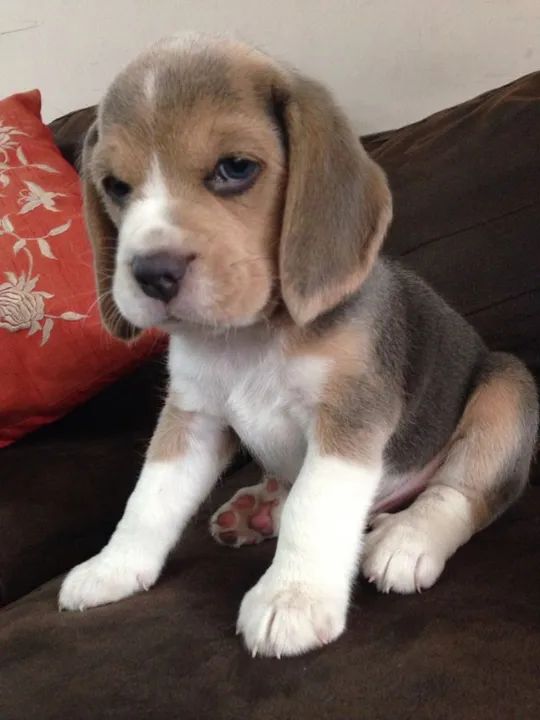 Beagle Lindos 