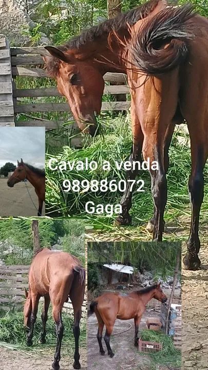 Cavalo