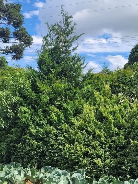 Sipreste prateado  - Foto 2