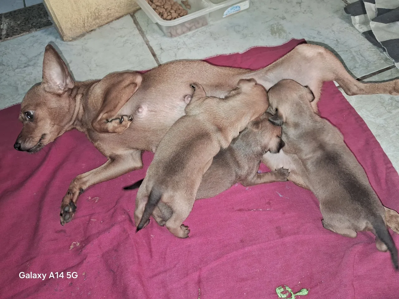 Filhotes de Pinscher 2