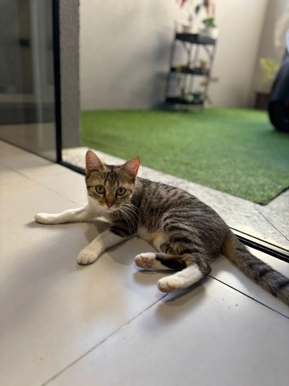 Linda Gatinha para Adoção